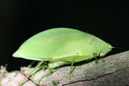 Phylloptera ovalifolia