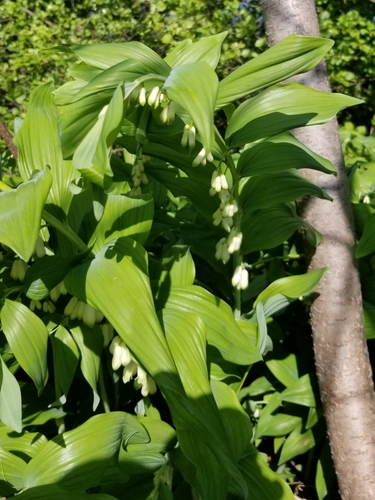 Polygonatum × hybridum (Polygonatum × hybridum)