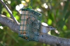 Thryothorus ludovicianus