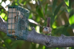 Thryothorus ludovicianus