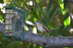 Thryothorus ludovicianus