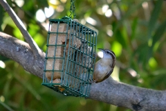 Thryothorus ludovicianus