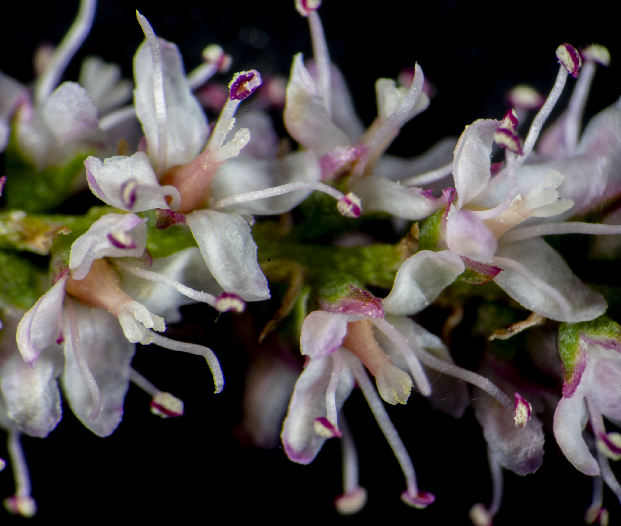 Tamarix parviflora