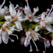 Small-flowered Tamarisk - Photo (c) Santiago Sardinero, some rights reserved (CC BY-NC), uploaded by Santiago Sardinero