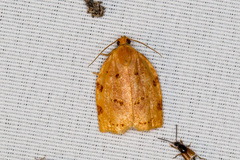 Archips rileyana