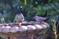 Dumetella carolinensis