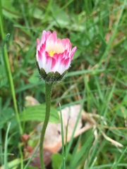 Bellis perennis