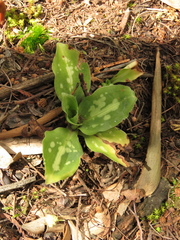 Stenorrhynchos albidomaculatum