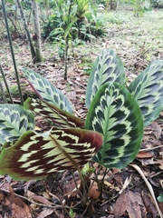 Goeppertia veitchiana