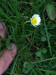 Bellis perennis