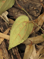 Smilax tomentosa