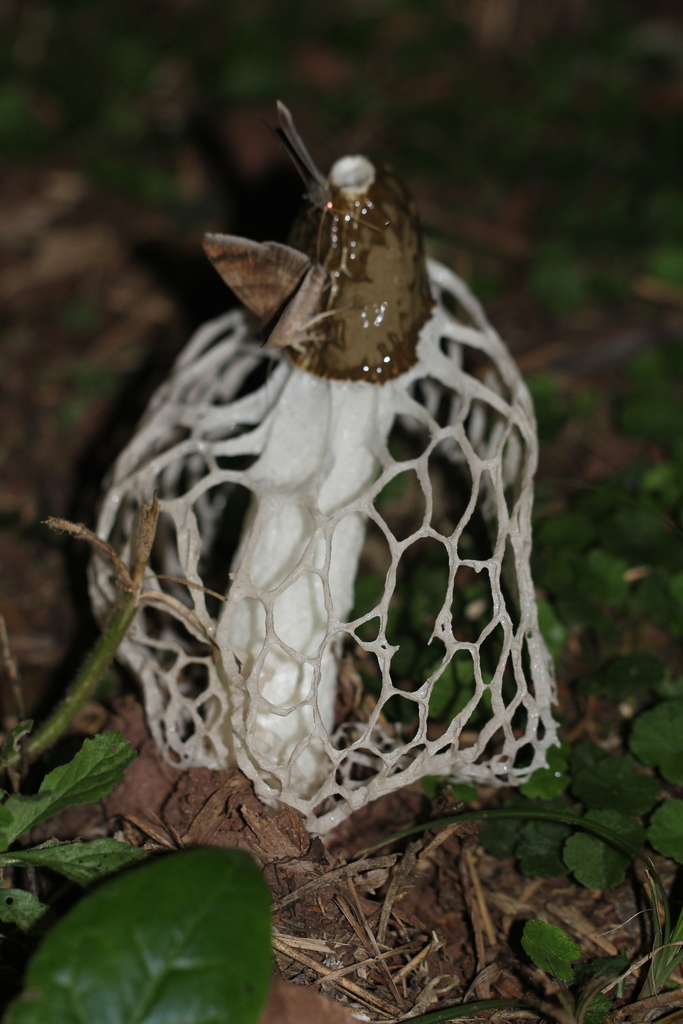 Phallus indusiatus · March 2024 · photo: © romigaleota (iNaturalist, cc-by)