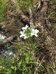 Turritis glabra