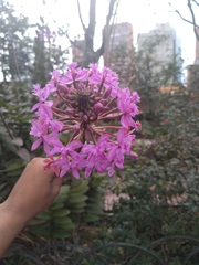 Epidendrum