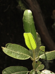 Ageratina asclepiadea