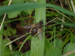 Tachina lurida