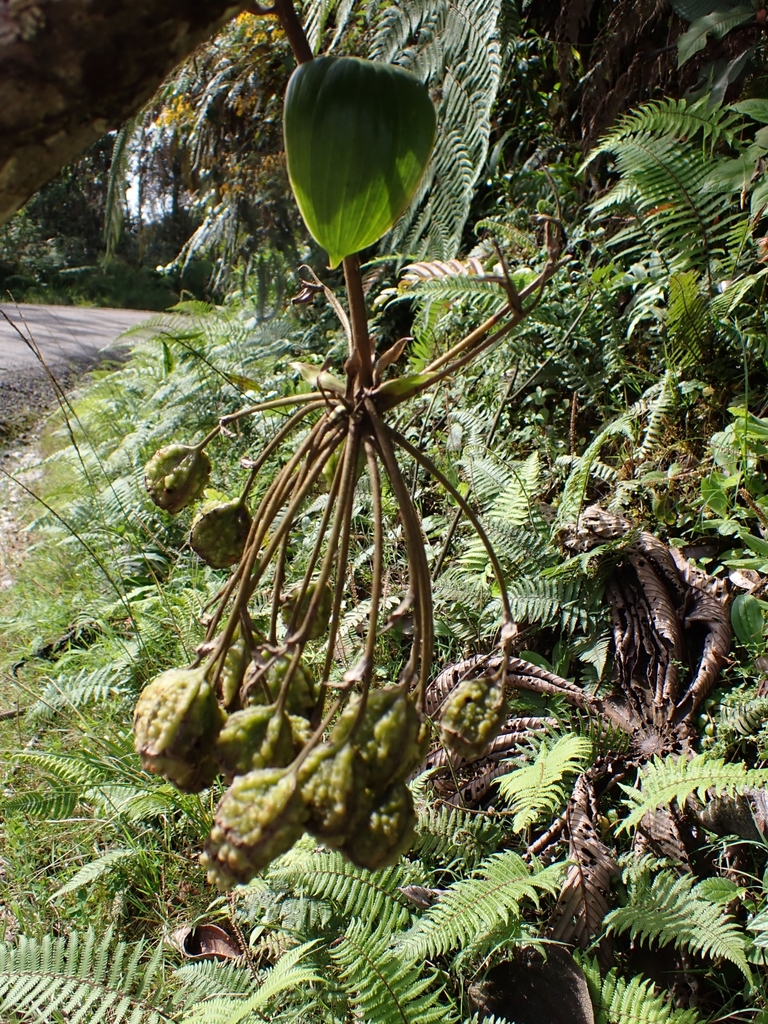 Bomarea cordifolia