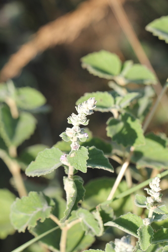 Image of Cantinoa Althaeifolia (Cantinoa althaeifolia) by (c) Romi Galeota Lencina, some rights reserved (CC BY)