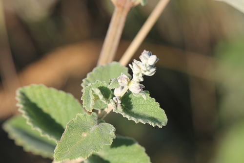 Image of Cantinoa Althaeifolia (Cantinoa althaeifolia) by (c) Romi Galeota Lencina, some rights reserved (CC BY)