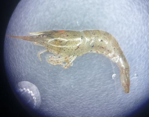 golden bee shrimp