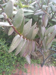 Epidendrum