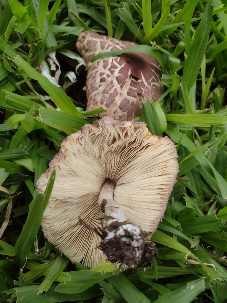 Leucocoprinus lilaceus · April 2024 · photo: © walter48173 (iNaturalist, cc-by)