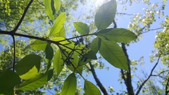 Viburnum nitidum