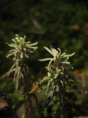 Linochilus rosmarinifolius