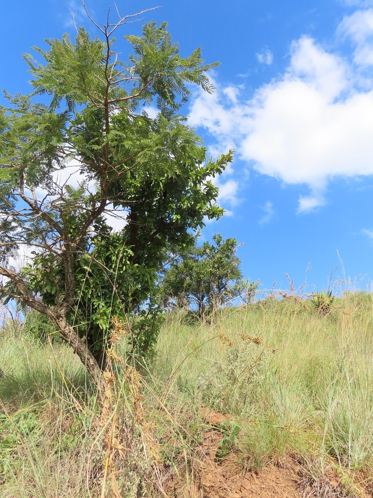 Natal Sourplum from Bivane, South Africa on March 9, 2024 at 03:45 PM ...