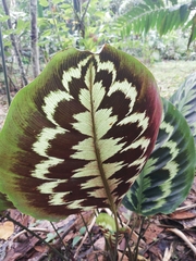 Goeppertia veitchiana