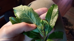 Viburnum nitidum