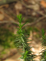 Hypericum juniperinum