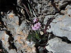 Centranthus calcitrapae