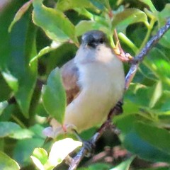 Spermestes cucullata