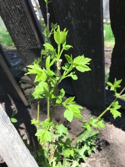 Acer negundo