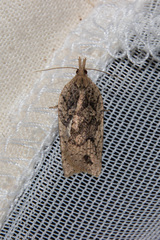 Planotortrix
