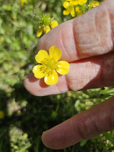 Ranunculus sardous iNat (3)