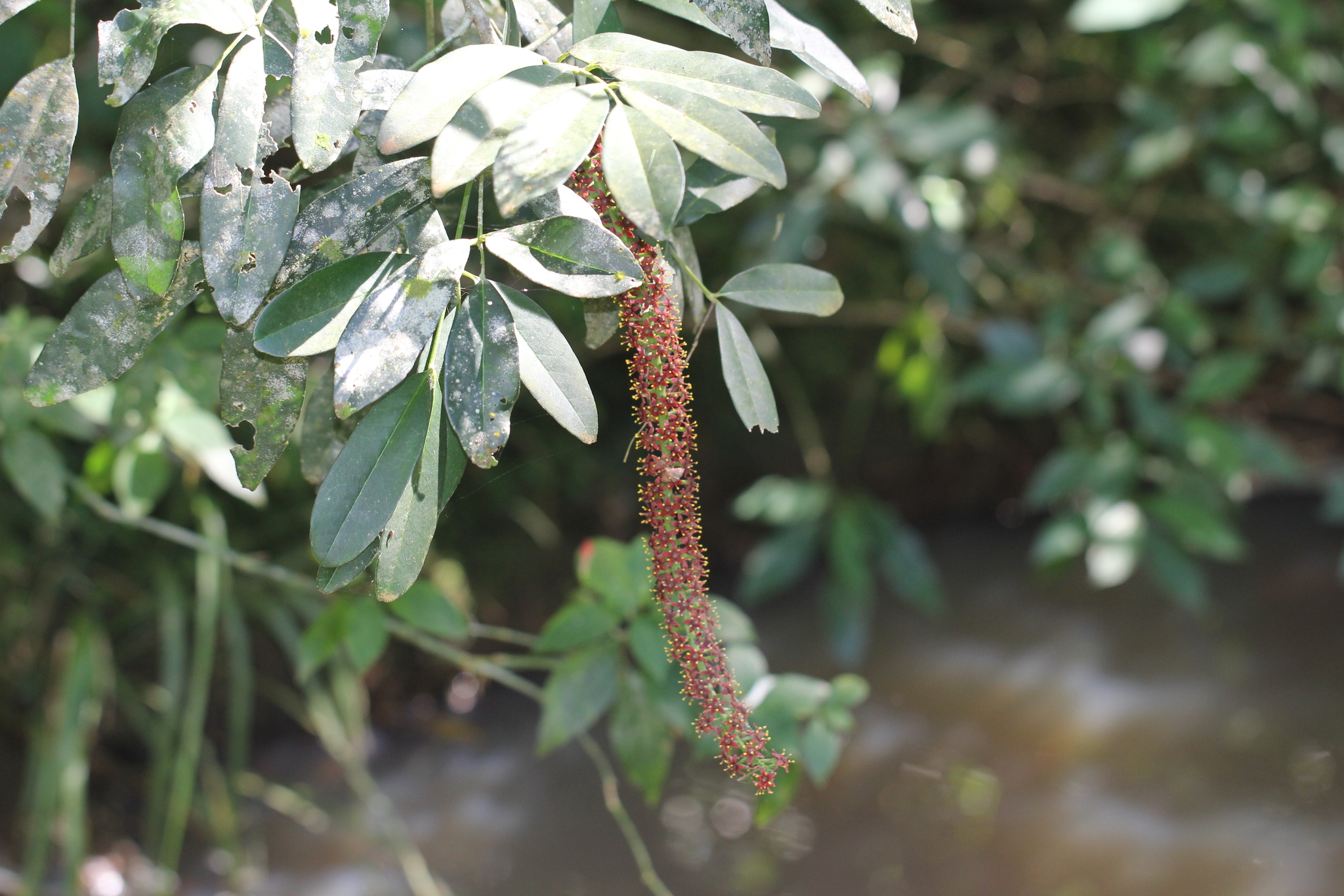 Pilocarpus Pennatifolius (Pilocarpus pennatifolius)