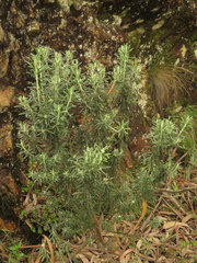 Linochilus rosmarinifolius