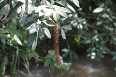 Pilocarpus pennatifolius, photograph Romi Galeota Lencina, CC BY, iNaturalist via GBIF