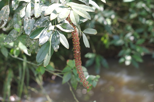 Pilocarpus pennatifolius, photograph 5