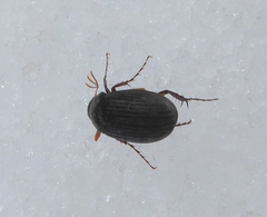 Maladera holosericea