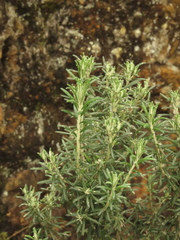 Linochilus rosmarinifolius