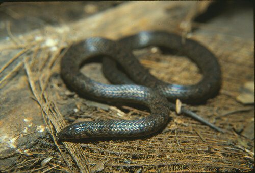 Photo of a Atractus tamessari (Atractus tamessari)