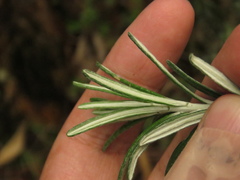 Linochilus rosmarinifolius