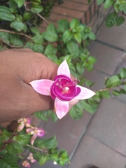 Angiospermae
