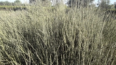 Ephedra triandra