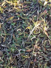 Pilosella officinarum