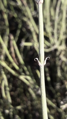 Ephedra triandra