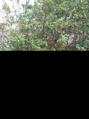Angiospermae